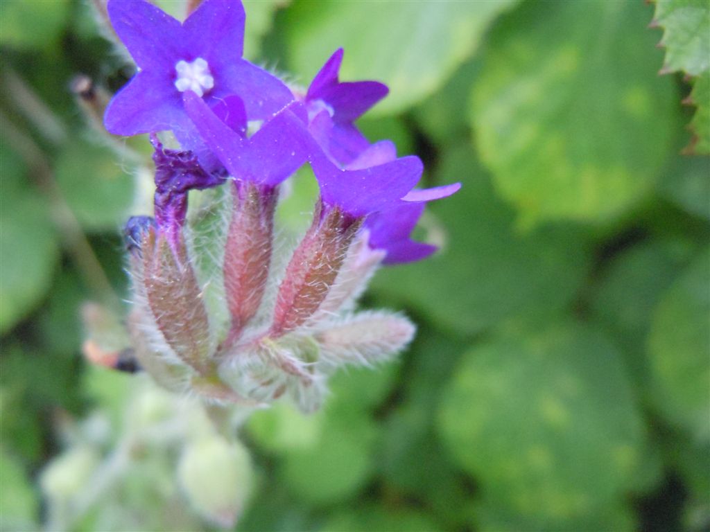 Anchusa hybrida